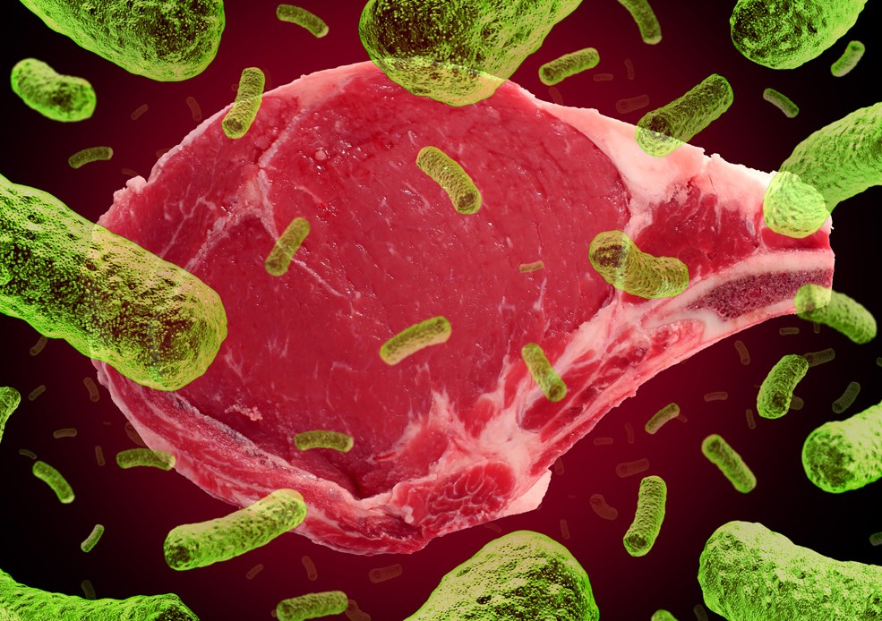 BARF, alimentation crue et portage de bactéries résistantes aux antibiotiques : mythe ou réalité ?