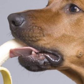 banane chien