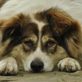 risques de l'obésité chez le chien