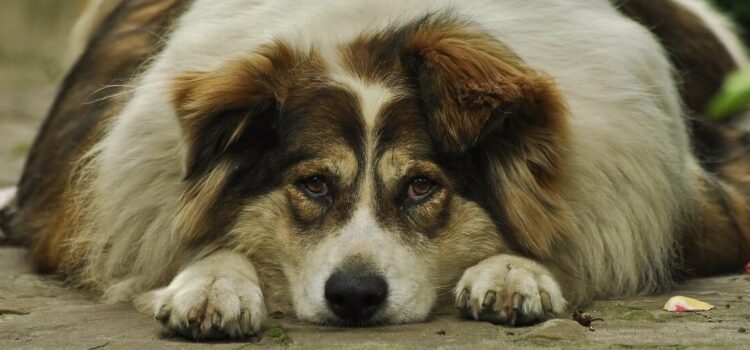 risques de l'obésité chez le chien