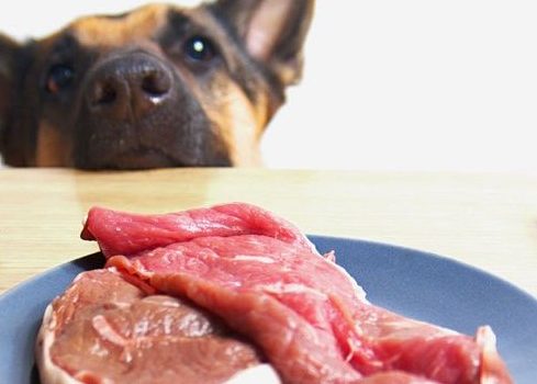 Quelle quantité de viande ou de poisson donner à mon chien ?