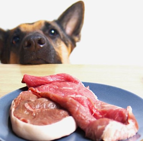 Quelle quantité de viande ou de poisson donner à mon chien?