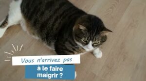 Mon chat ne maigrit pas malgré mes efforts