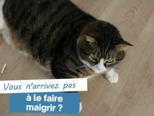 faire maigrir un chat