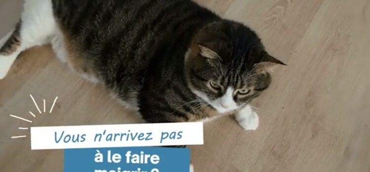 faire maigrir un chat