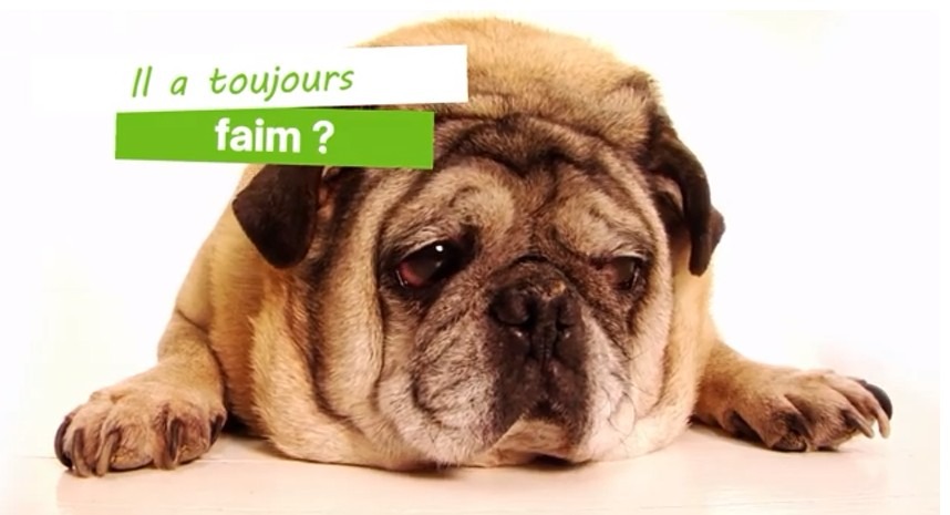 Coaching surpoids pour un chien ou un chat – Vidéo