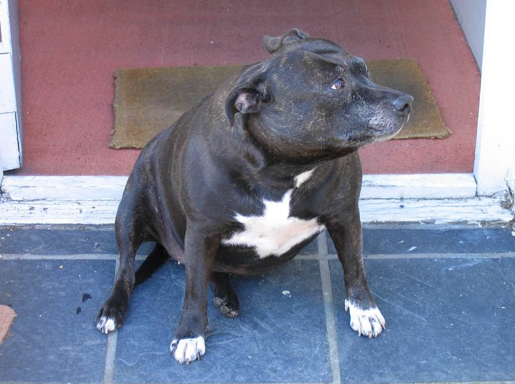 Tout savoir sur le poids de votre chien: est-il en surpoids