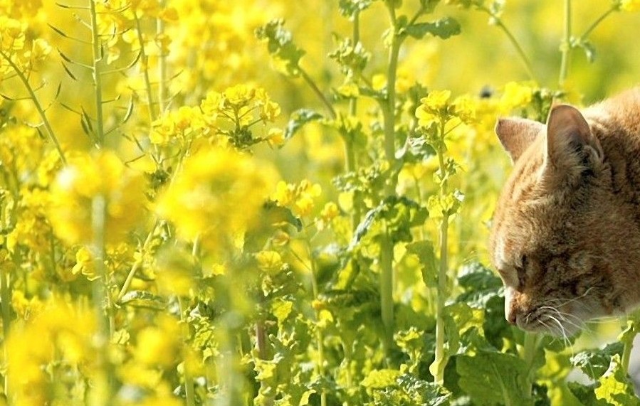 Les huiles sont-elles moins bien digérées que les graisses animales par le chat ?