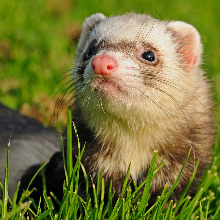 alimentation du furet