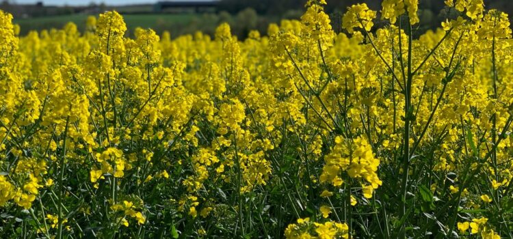 Par quelle huile remplacer l’huile de colza en temps de pénurie?