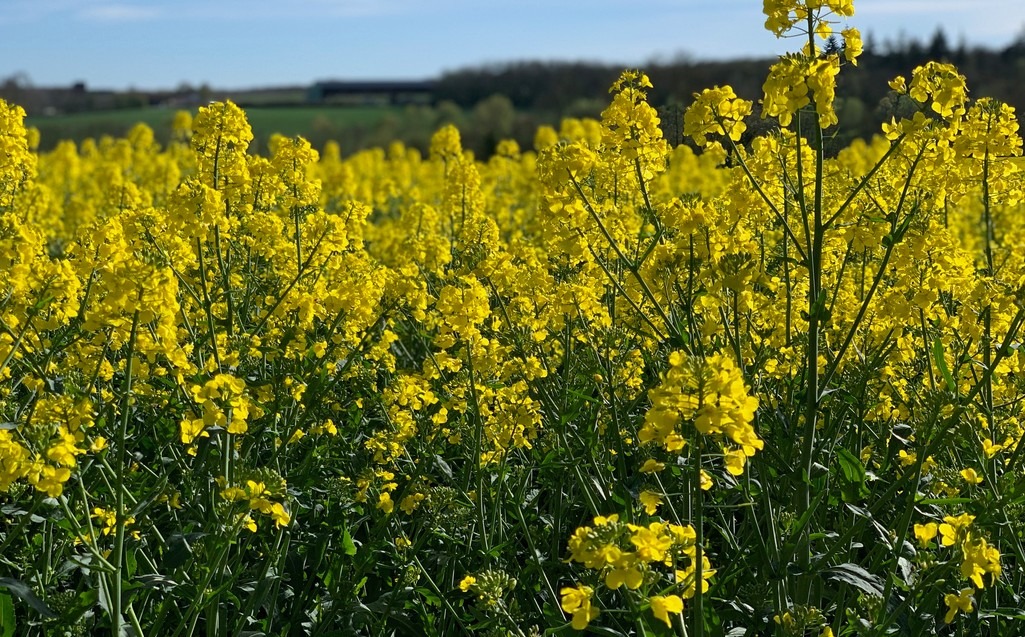 Par quelle huile remplacer l’huile de colza en temps de pénurie?