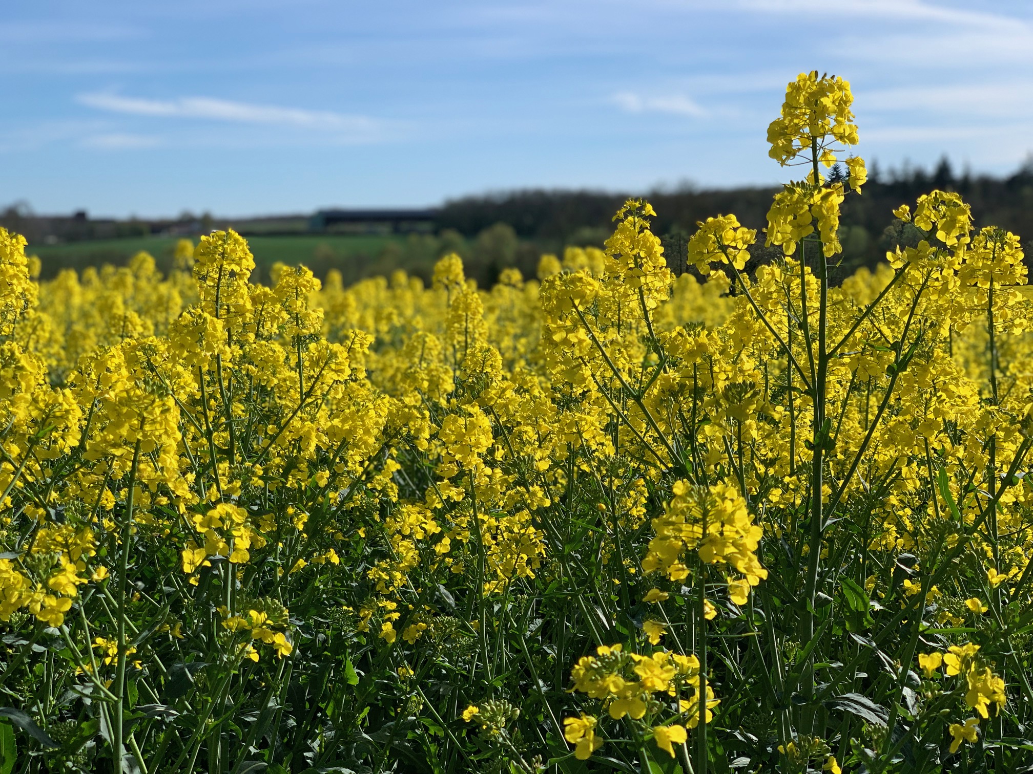 Par quelle huile remplacer l’huile de colza en temps de pénurie?