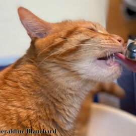 cristaux urinaires chez le chat