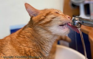 Mon chat a des cristaux urinaires … comment le nourrir ?