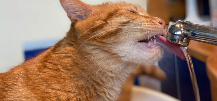 Mon chat a des cristaux urinaires … comment le nourrir ?