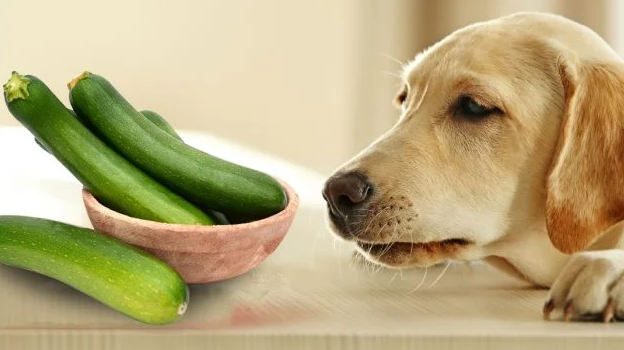 La courgette est-elle responsable de gastrite chronique chez le chien?