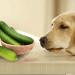 La courgette est-elle responsable de gastrique chronique chez le chien?