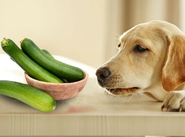 La courgette est-elle responsable de gastrite chronique chez le chien?