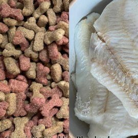 viande et alimentation industrielle pour un chat