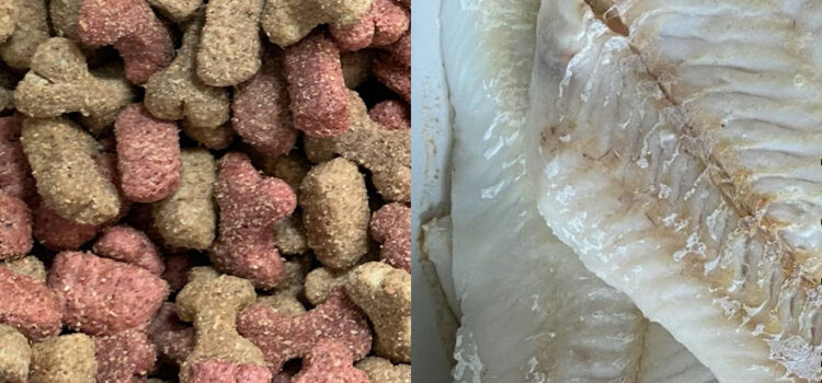 viande et alimentation industrielle pour un chat