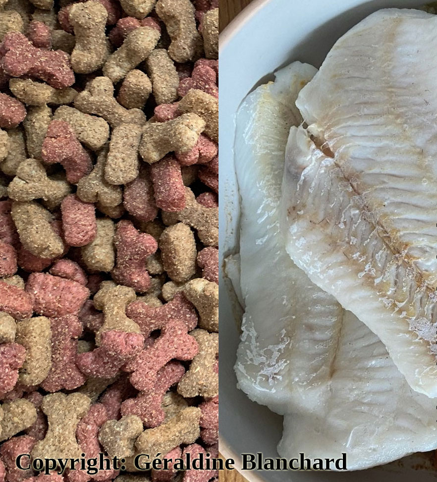 Donner poisson ou viande en plus d&rsquo;une alimentation industrielle à un chat
