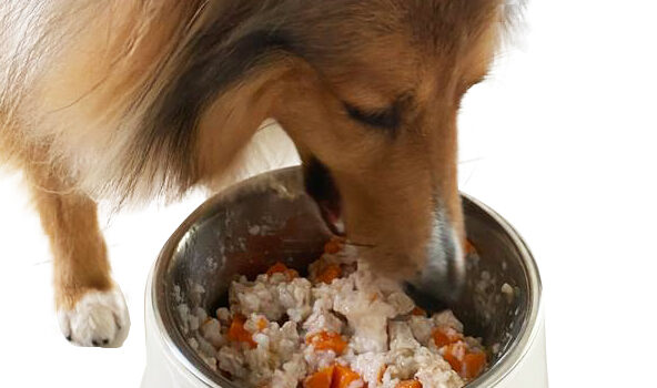 ration ménagère chien