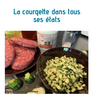 courgette chien chat