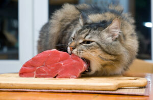 viande pour le chat