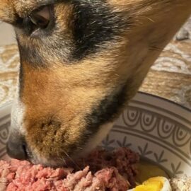nombre repas chien
