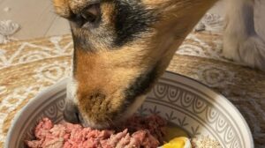 Combien de repas pour un chien?