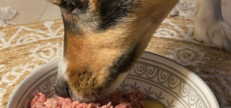 nombre repas chien