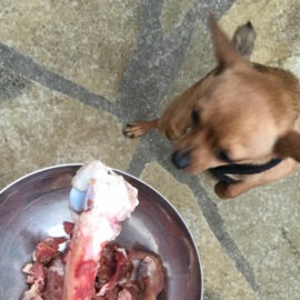 barf pour les chiens