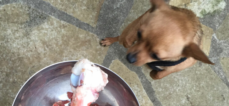 Que pensez-vous de l’alimentation BARF pour le chien ? barf pour les chiens
