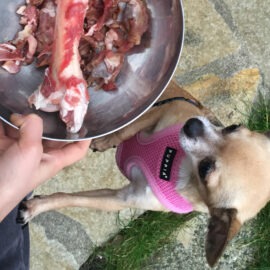BARF meilleure alimentation