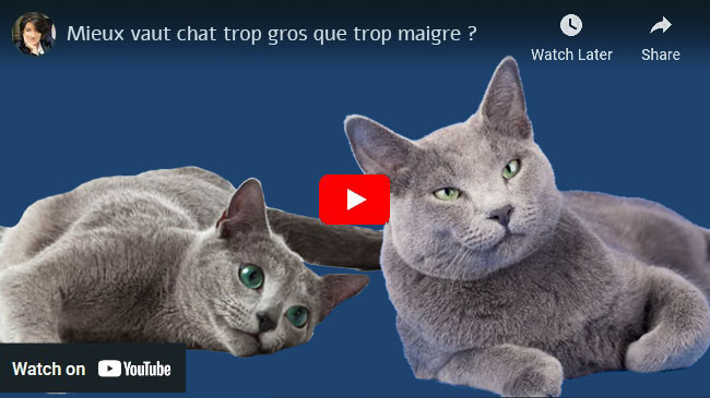 mieux chat gros que chat maigre