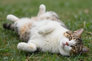 Idées reçues: Mieux vaut un chat trop gros que trop maigre ? – Vidéo