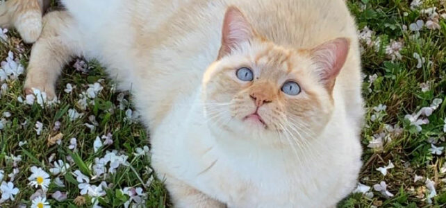 Idées reçues: Mieux vaut un chat trop gros que trop maigre ? – Vidéo