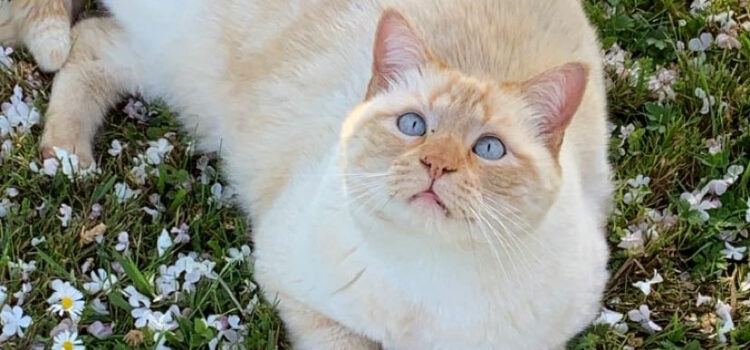 Idées reçues: Mieux vaut un chat trop gros que trop maigre ? – Vidéo