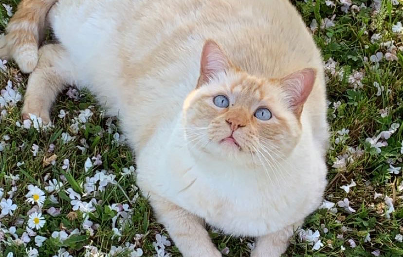 Idées reçues: Mieux vaut un chat trop gros que trop maigre ? – Vidéo