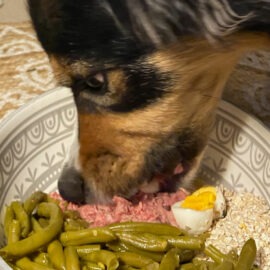carnivore
