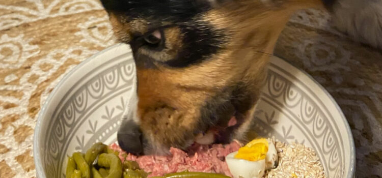 Idées reçues: Qu’est ce qu’un carnivore ? – Vidéo