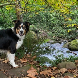 chien dans la nature
