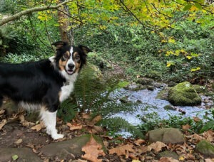 Idées reçues: Le chien dans la nature, ça existe ? – Vidéo