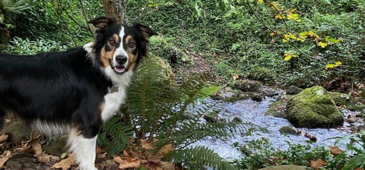 Idées reçues: Le chien dans la nature, ça existe ? – Vidéo