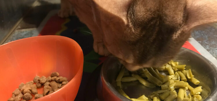 Idées reçues: Les chats ne devraient pas manger de croquettes ? – Vidéo