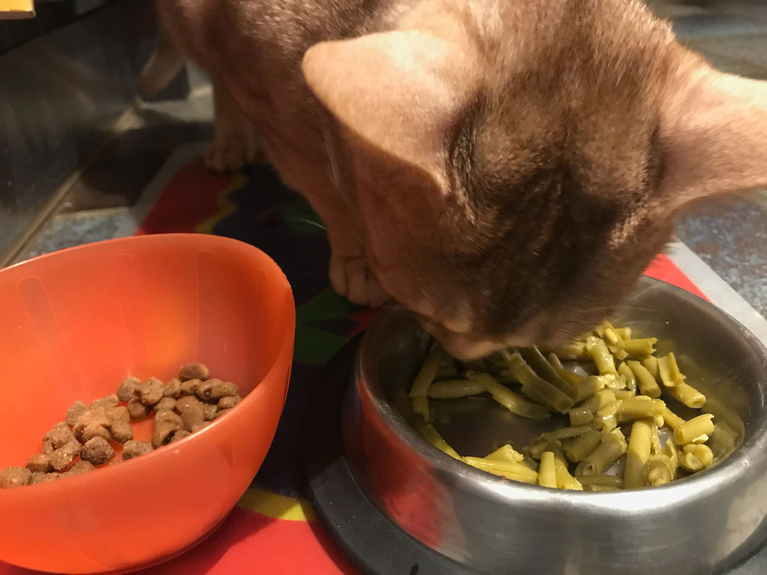 Idées reçues: Les chats ne devraient pas manger de croquettes ? – Vidéo