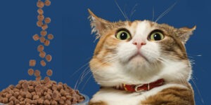 Idées reçues: Les chats ne devraient pas manger de croquettes ? – Vidéo