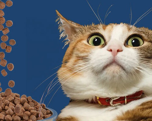 Idées reçues: Les chats ne devraient pas manger de croquettes ? – Vidéo