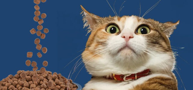 Idées reçues: Les chats ne devraient pas manger de croquettes ? – Vidéo