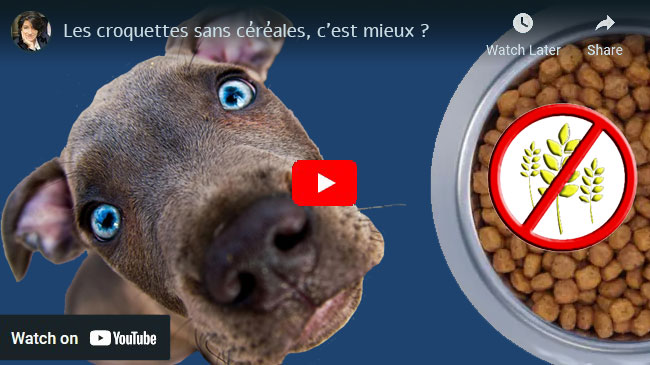 croquettes sans céréales, c'est mieux ?